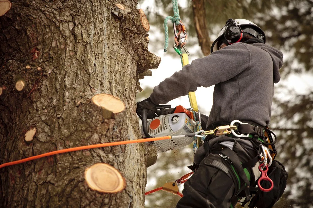 Élagage d'arbre professionnel avec matériel adapté